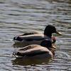 DSC_4004-1024