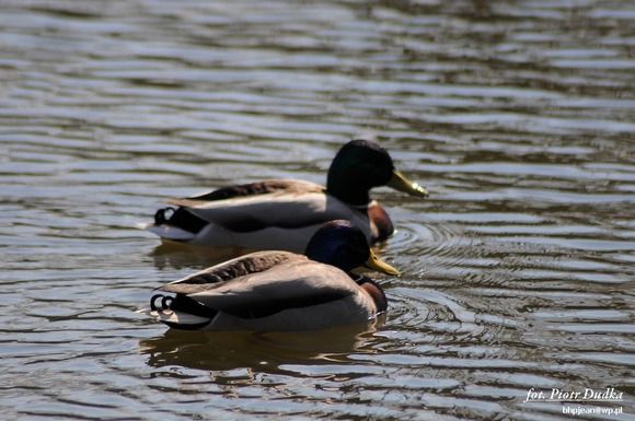 DSC_4004-1024
