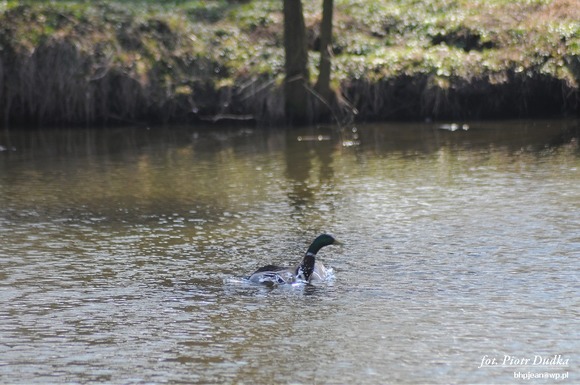 DSC_4006-1024
