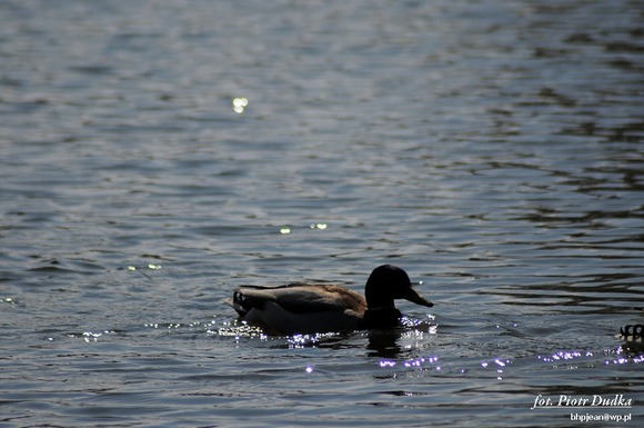 DSC_4010-1024
