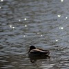 DSC_4012-1024