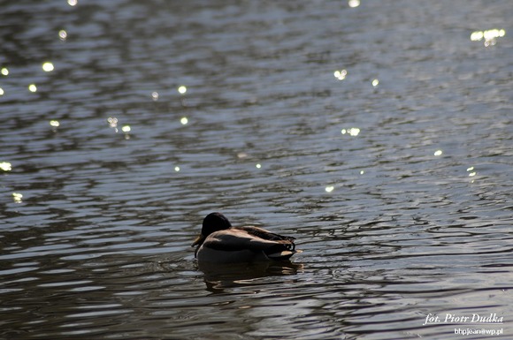 DSC_4012-1024