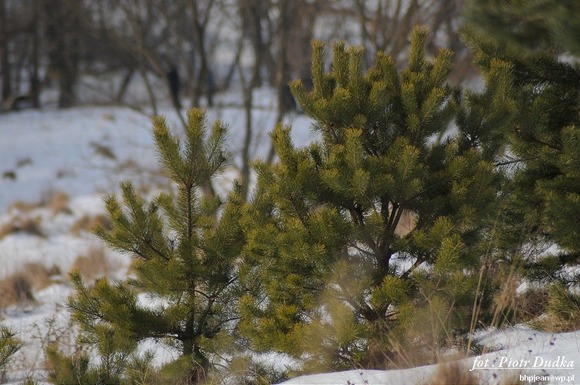 DSC_0044-1024